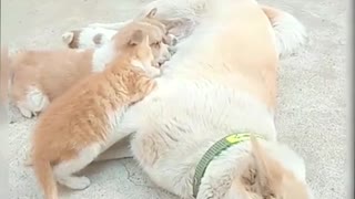 Cat: I'm a dog