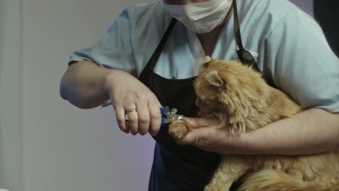 Clipping the cat nails