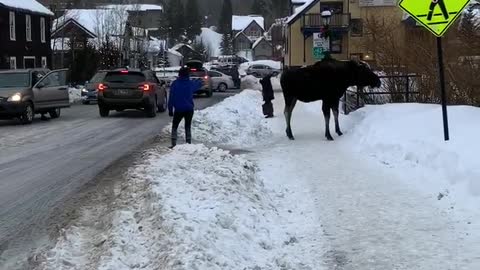 Moose Gives Girl Warning for Being Far Too Close