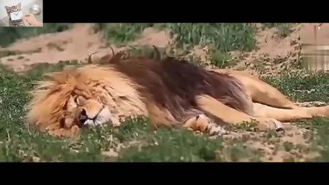 The last moments of the life of a lions