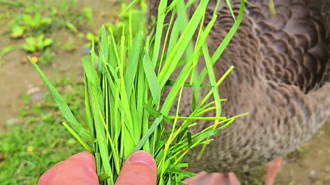 Wild goose fed by hand / beautiful animal fed with grass.