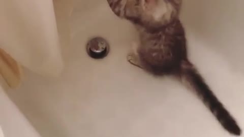 the cat likes to play with bath ball