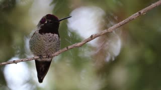 Anna's Hummingbird