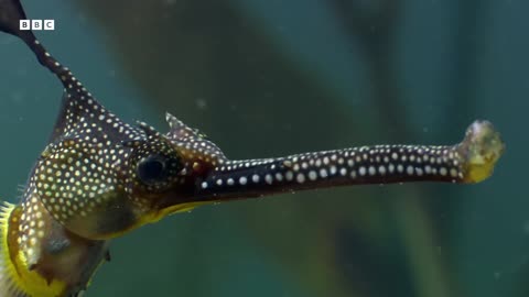 How Flamboyant Seahorse Dads Protect Their Eggs | Animal Super Parents | BBC Earth