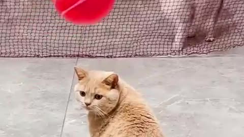 cats playing bat mintal _tebal tennis🎾_dropped dustbin game