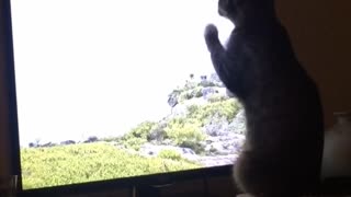 Cat wants a vacation desperately