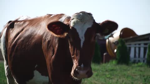 Beautiful cow walking in the backyard of the farm