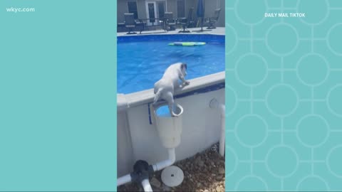 Dog swims through pool