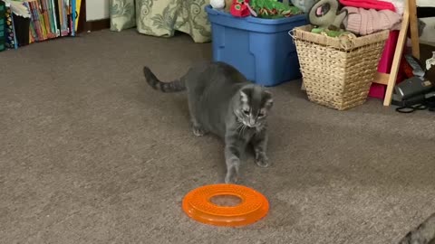 Puma is scared of big brother’s frisbee