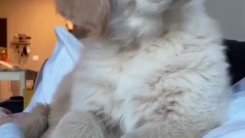 what sound, the dog is confused