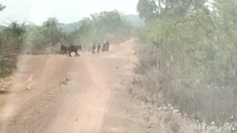 A female tiger with her 5 cubs roaming the boundaries of CSTPS Chandrapur