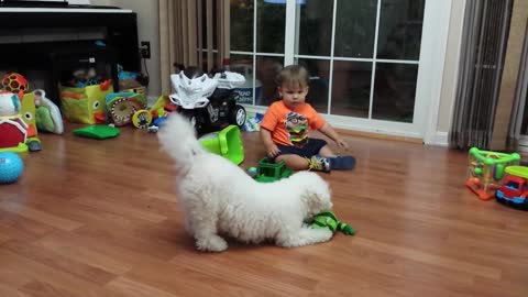 Bichon Frise vs. Baby