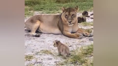 Baby lion learning how to Roar🔥