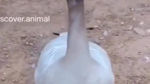 Funny Animals _ Excited dancing Goose _give me more #shorts