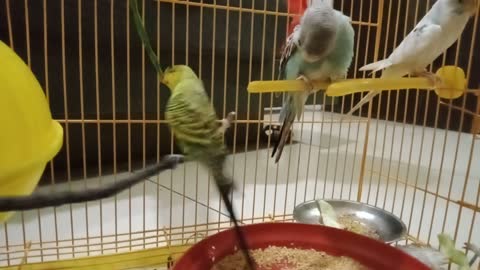 Funny Budgerigars