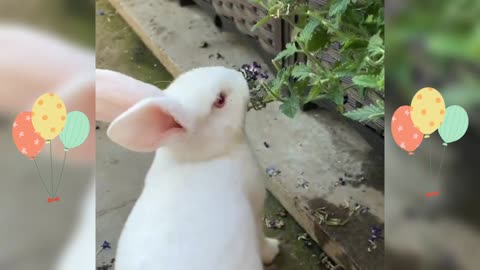 Bunny eats roadside flowers