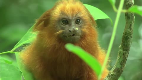 Golden lion tamarin: the mascot of biodiversity