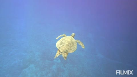 Sea turtles