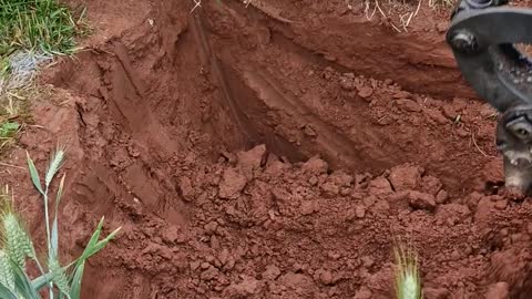 Digging in a field today