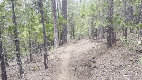 Hiking Down Gorgeous Deschutes National Forest – The Black Butte Trail – Central Oregon – 4K