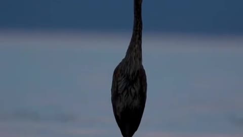 A bird standing in the middle of the water