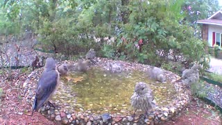 Busy birdbath