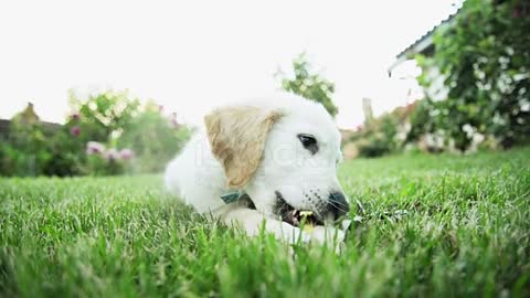 Puppy playing. stock video