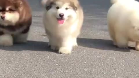 Check out this bunny rabbit's reaction when it discovers the human bed. Zoomies all day!