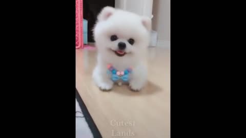 Cute Pets And Funny Animals