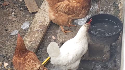 Fully automatic chicken waterer