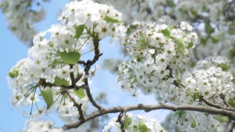 Sensitive White Wild Flowers