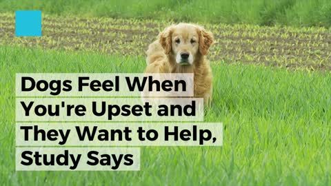 ---Dogs Feel When You're Upset and They Want to Help---