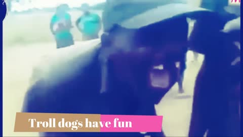 Troll dog have fun I Funny animal videos 2022♥♥♥♥