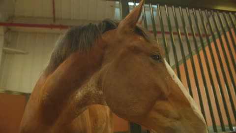 Clydesdale Horse Face Closeup in Barn