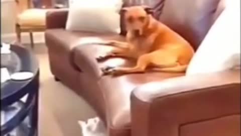 Funny Dogs and Cats Videos 2022