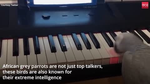 Can parrot play piano ????????????