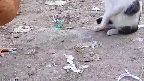 Cat and hen fighting😂/ very funny moment