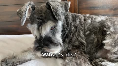 Dog eating cornbread ASMR - Mini Schnauzer Dudy