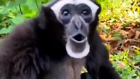 Gibbon monkey sounds 👍#animalssounds #animals 👍 #gibbonmonkey listen to gibbon