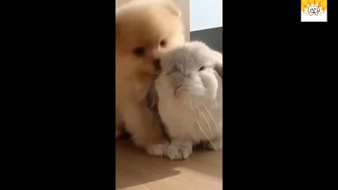 Adorable dog love