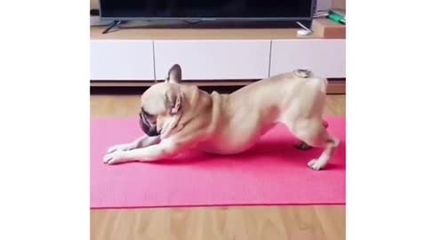 Pug doing yoga in a mat | cute pug | cute dog