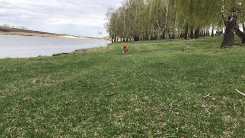 Cute dog runs on camera