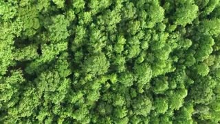 Forest Videos with Ambient and Calm Music - No Copyright Videos - Nature Videos - FreeCinematics