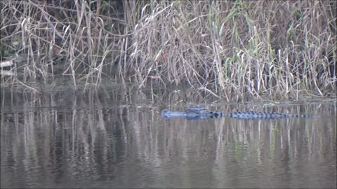 Alligator in my backyard