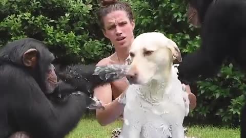 Cute dog taking bath with Monkey