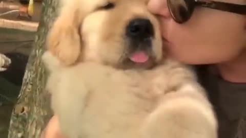 So Cute Puppy FlooF