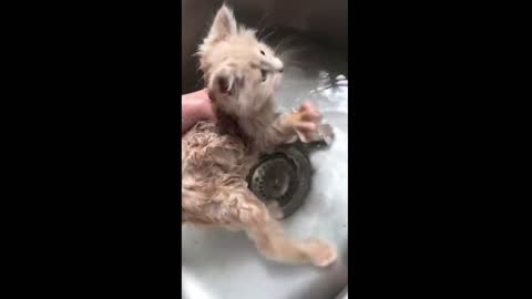 little kitty having a bath