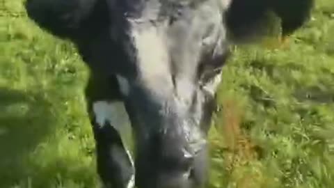 Adorable cow happy jumping seeing the owner