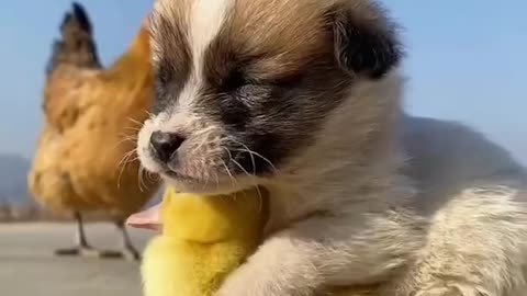 Funny and cute moments of animals