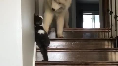 Big white dog plays with cat